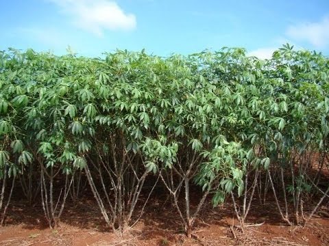 PAULO PERREIRA SAMPAIO APRESENTA PROJETO DE LEI QUE BENEFICIA PEQUENO AGRICULTOR